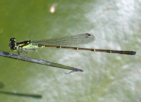 Fragile Forktail